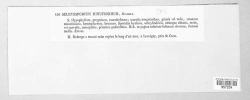 Passalora minutissima image
